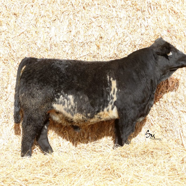 blog masonry last sunday