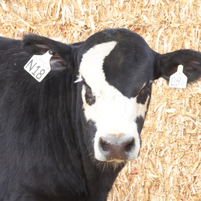 blog masonry last sunday