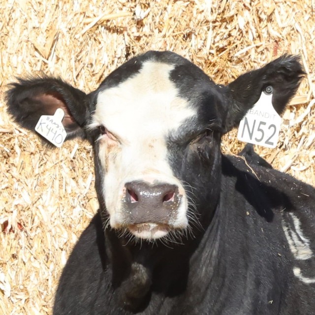 blog masonry last sunday