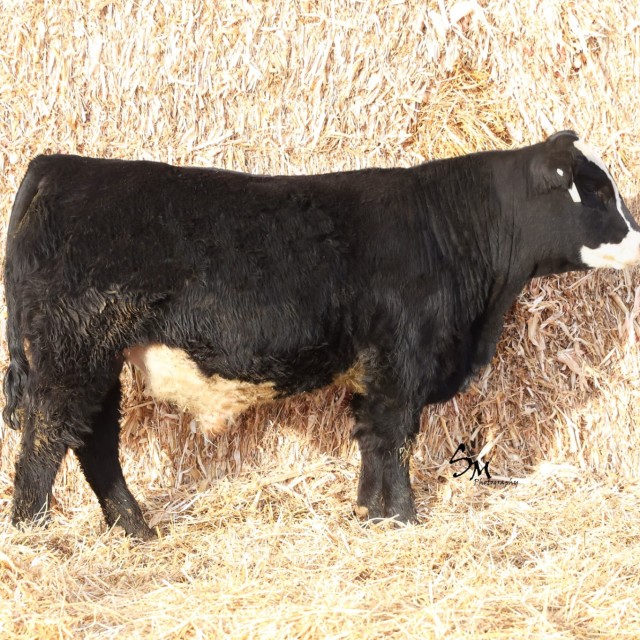 blog masonry last sunday