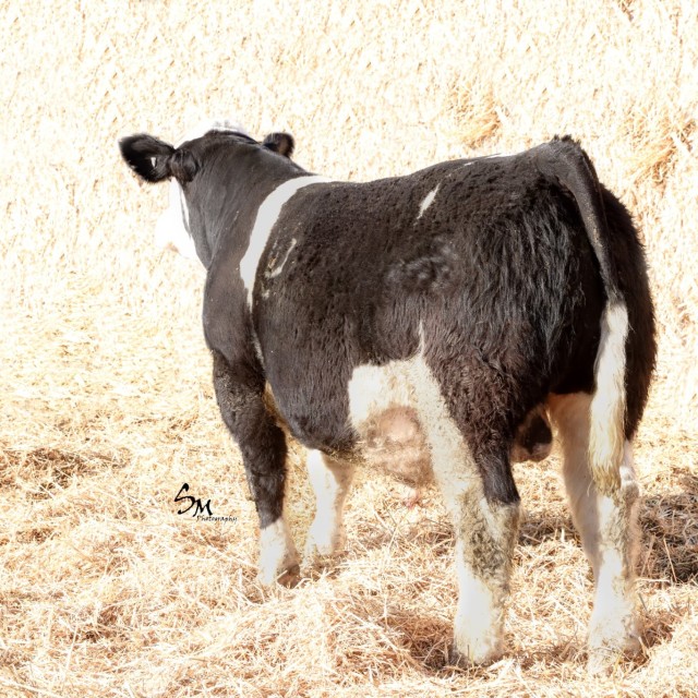 blog masonry last sunday