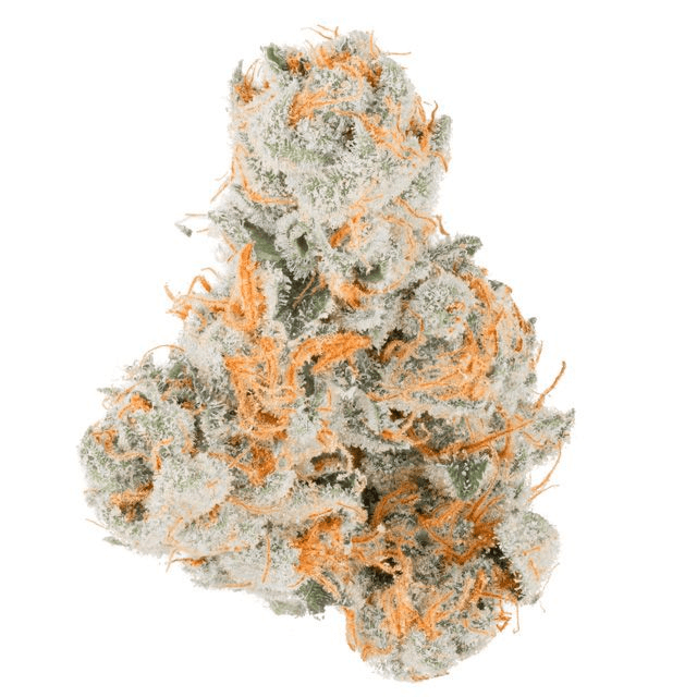 TEAM ELITE - Nova Cane Flower 3.5g