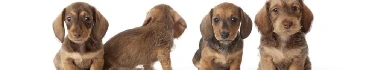 Douglas Hall Kennels - Portada