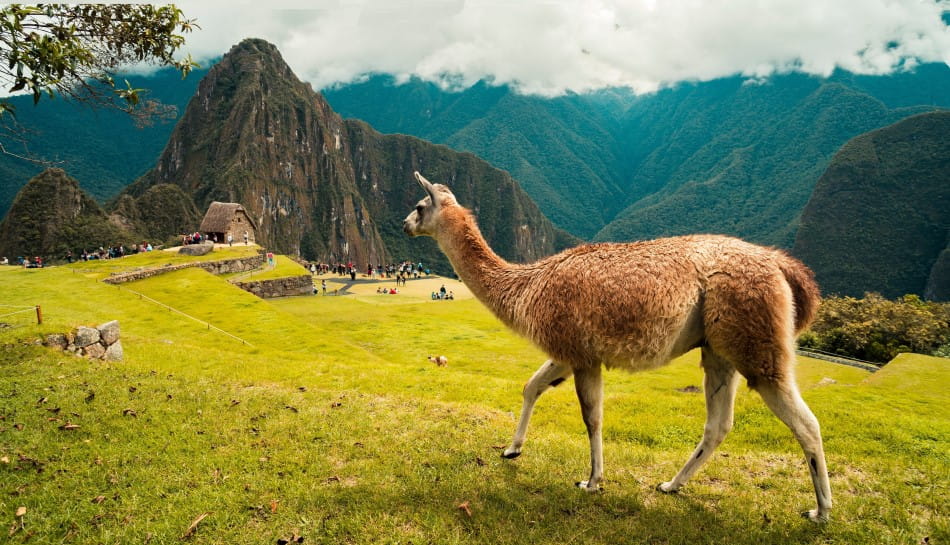 Foto de Machu Picchu y Alpaca