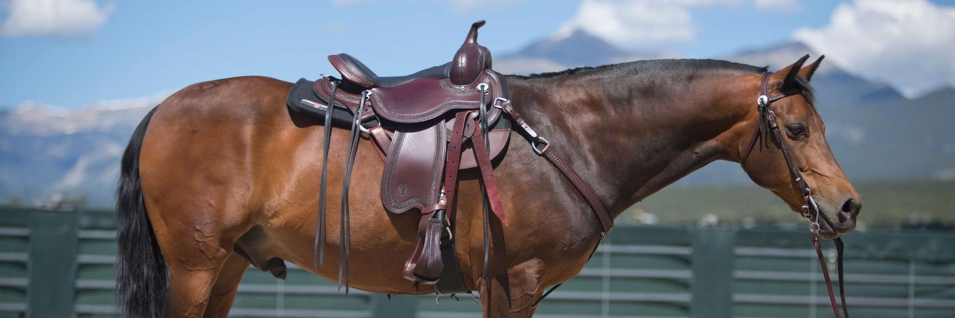 Saddle Care hero image