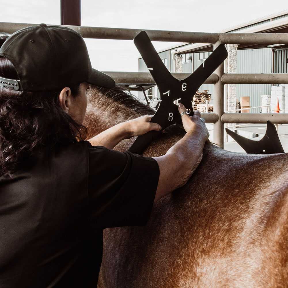 saddle fitter with saddle on horse