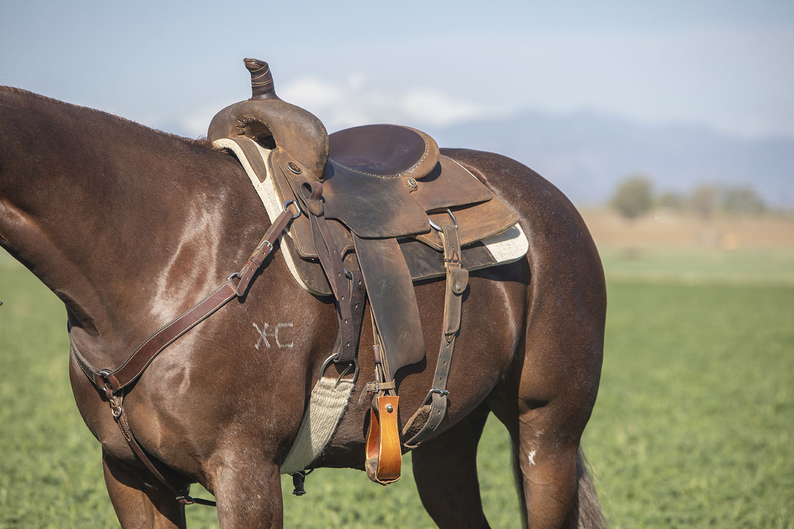 Horse in field with saddle