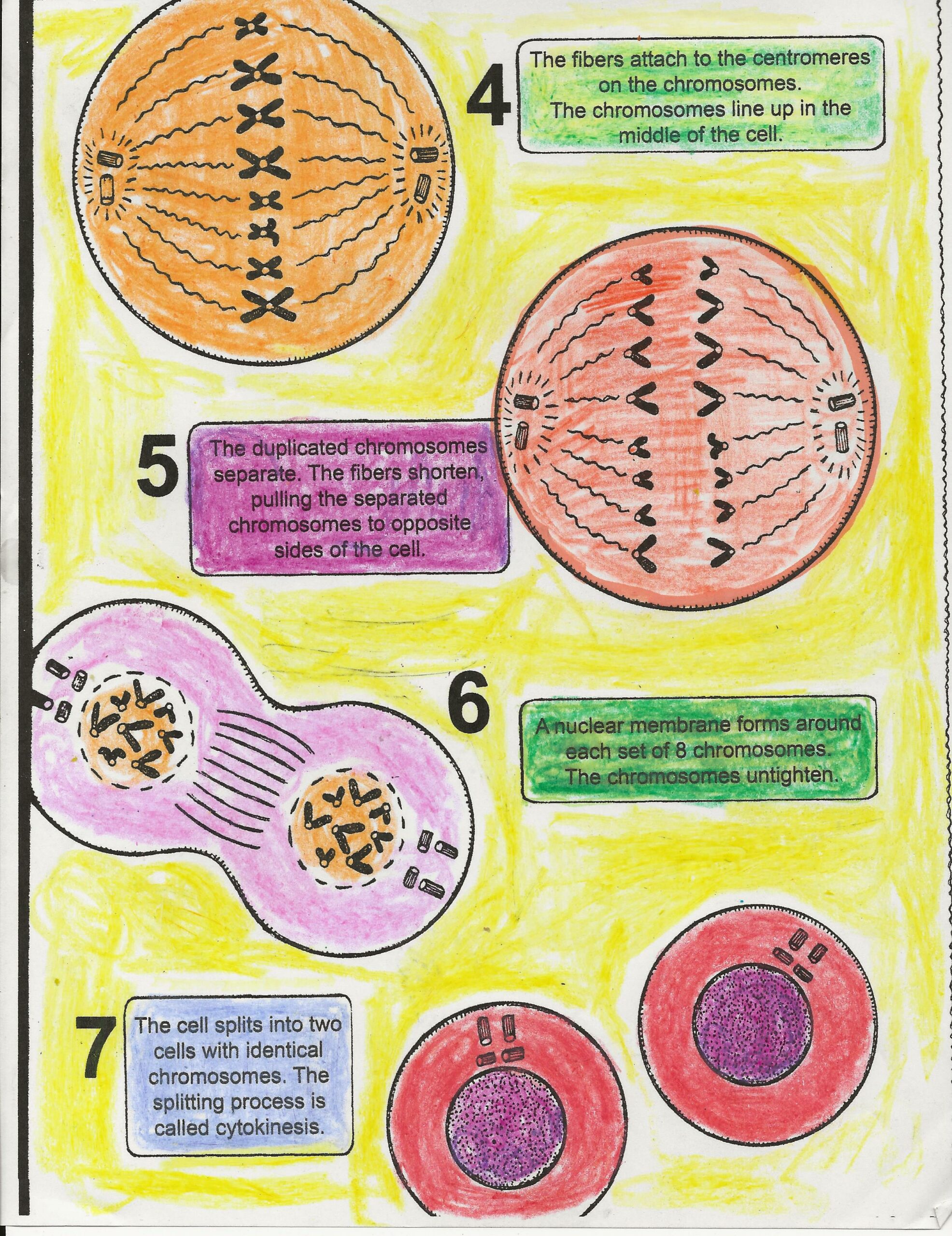 Genetics Mitosis and Meiosis DNA Lesson for High School Science - Classful