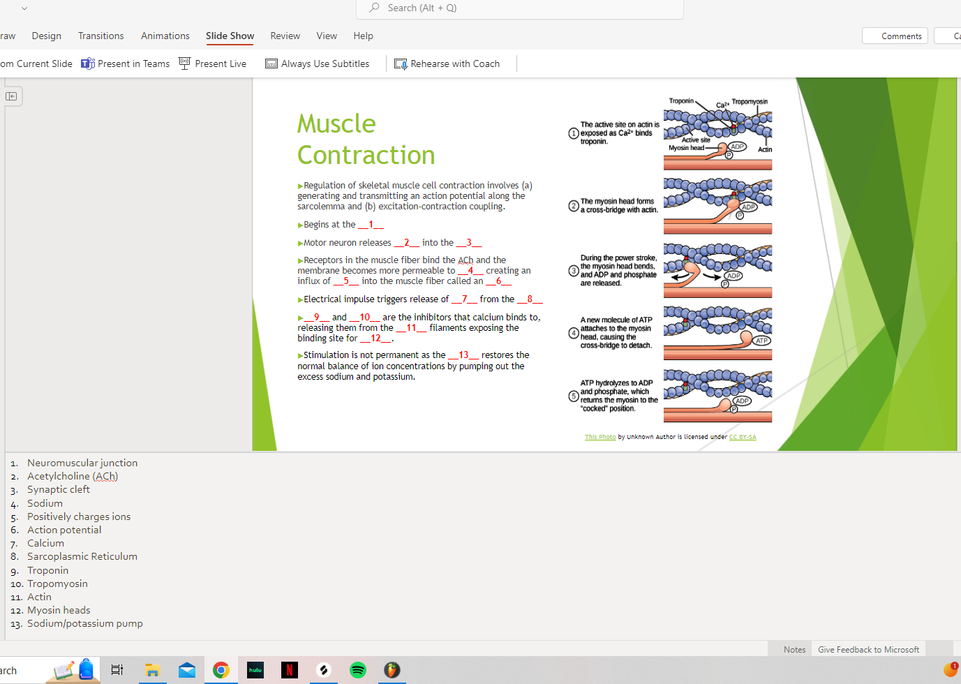 Anatomy & Physiology - Muscles and Muscle Tissue PPT - Classful
