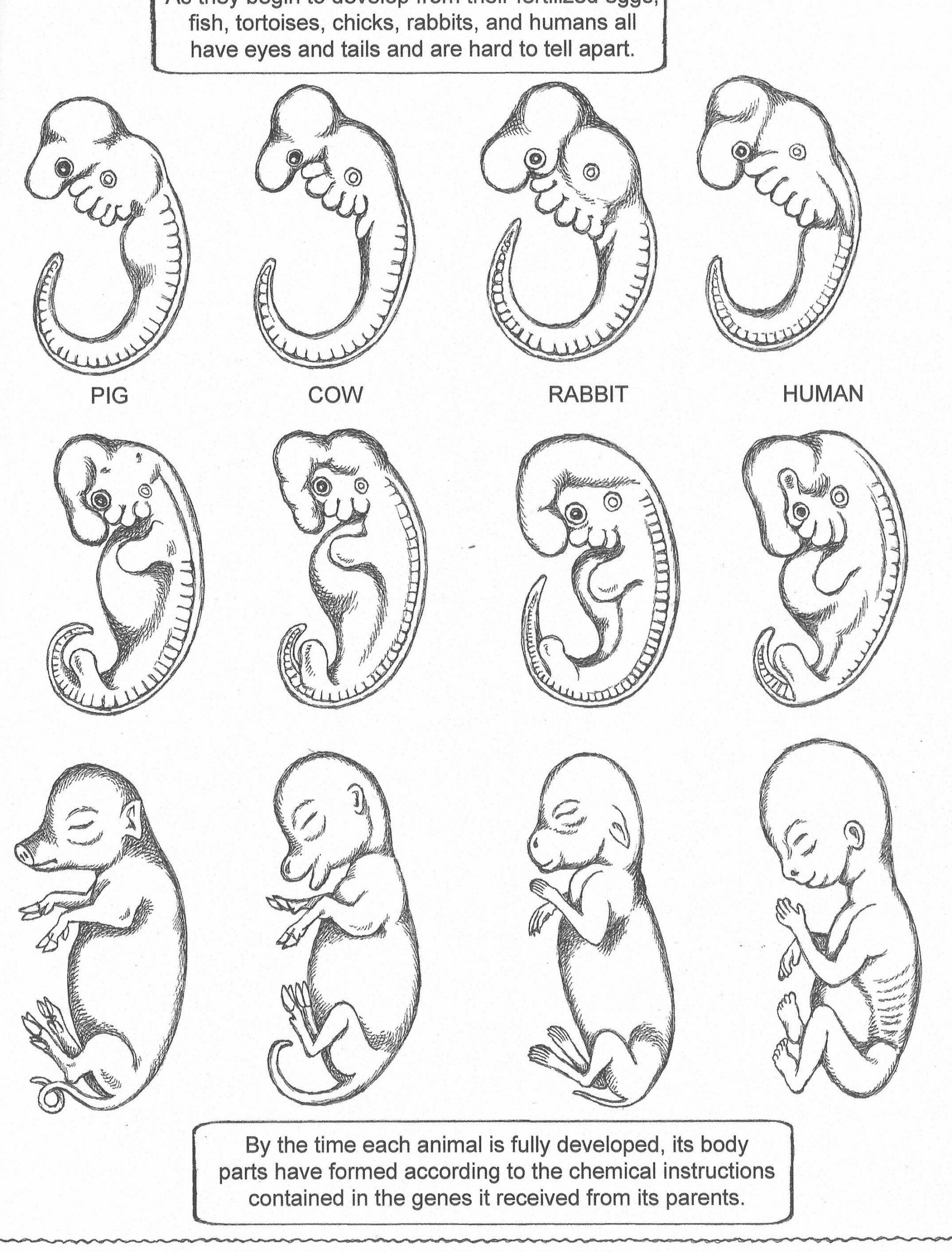 AP Biology Evolution and Common Ancestry Labs and Multiple Choice ...