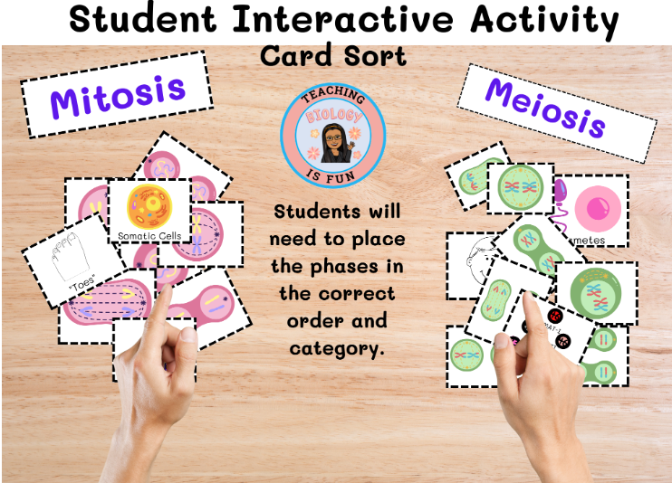 Mitosis Meiosis Card Sort - Classful