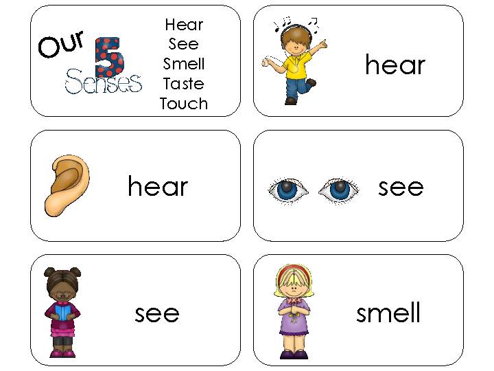 11 Five Senses Beginning Stages Quick Reference Flashcards