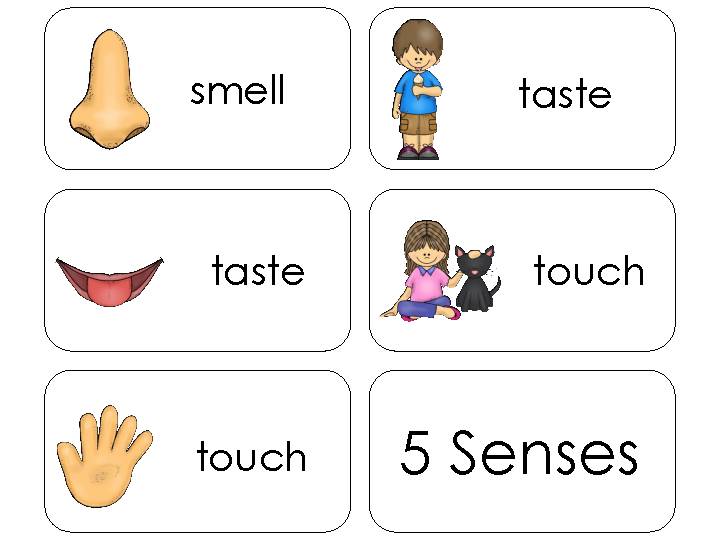 11-five-senses-beginning-stages-quick-reference-flashcards-daycare-1st-grade-flashcards-for-classroom-word-wall-and-science-study-classful