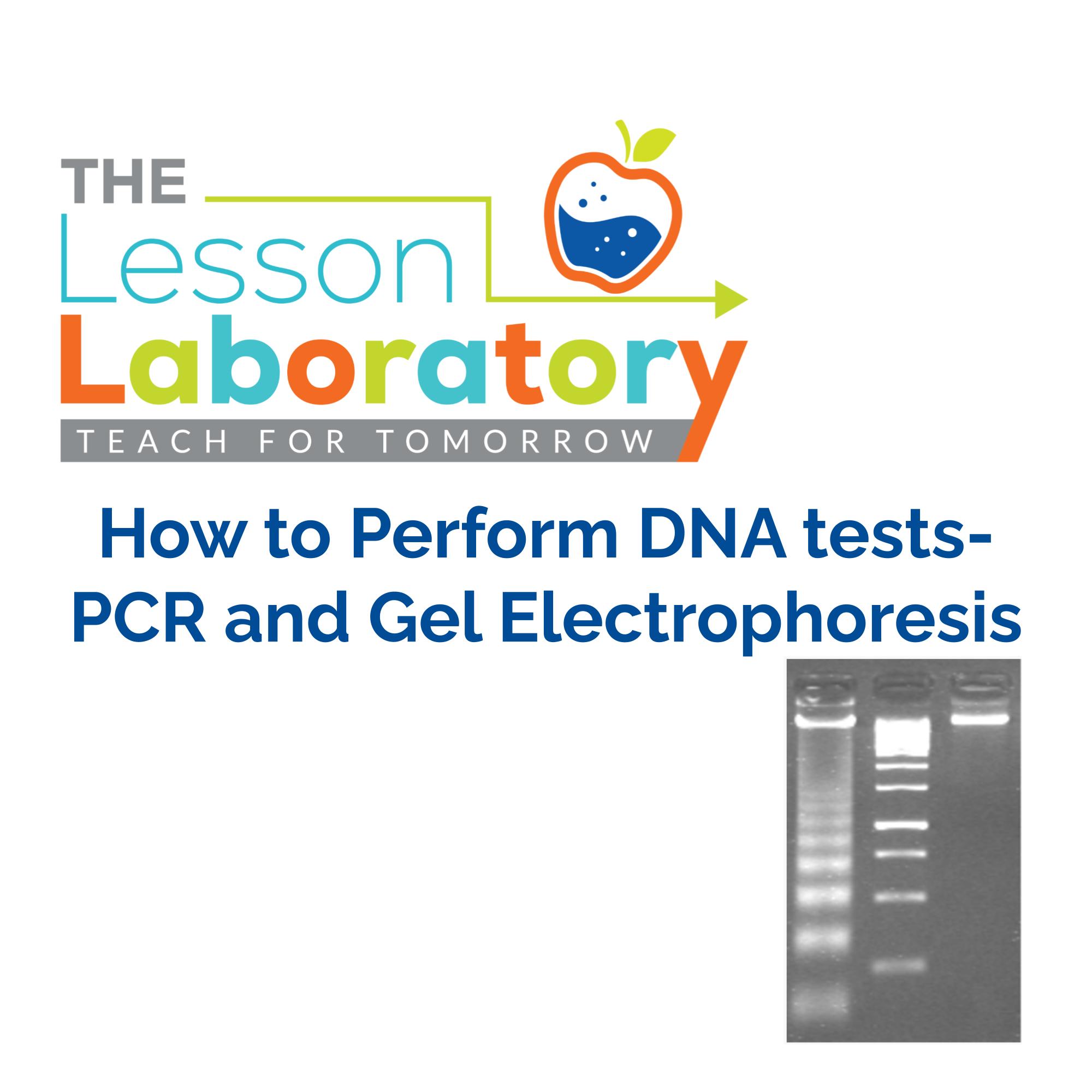 How to Perform DNA tests- PCR and Gel Electrophoresis - Classful
