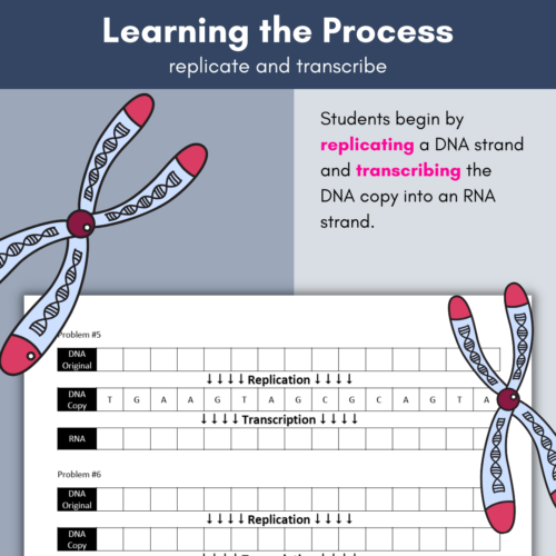 DNA Replication and Transcription Worksheet Activity | Base Pairing ...