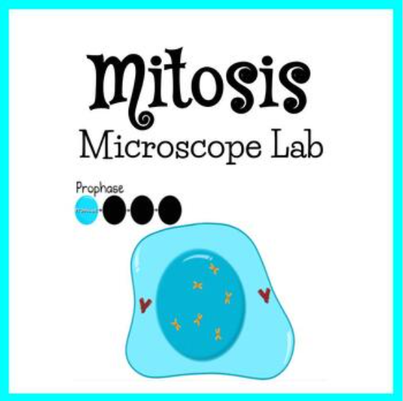 Microviewer Lab Mitosis Microscope Slide Worksheet Answers