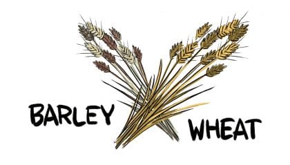 Barley and wheat plants