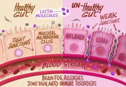 what happens in my stomach when I eat lectins