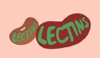 Two beans with the word lectin in them