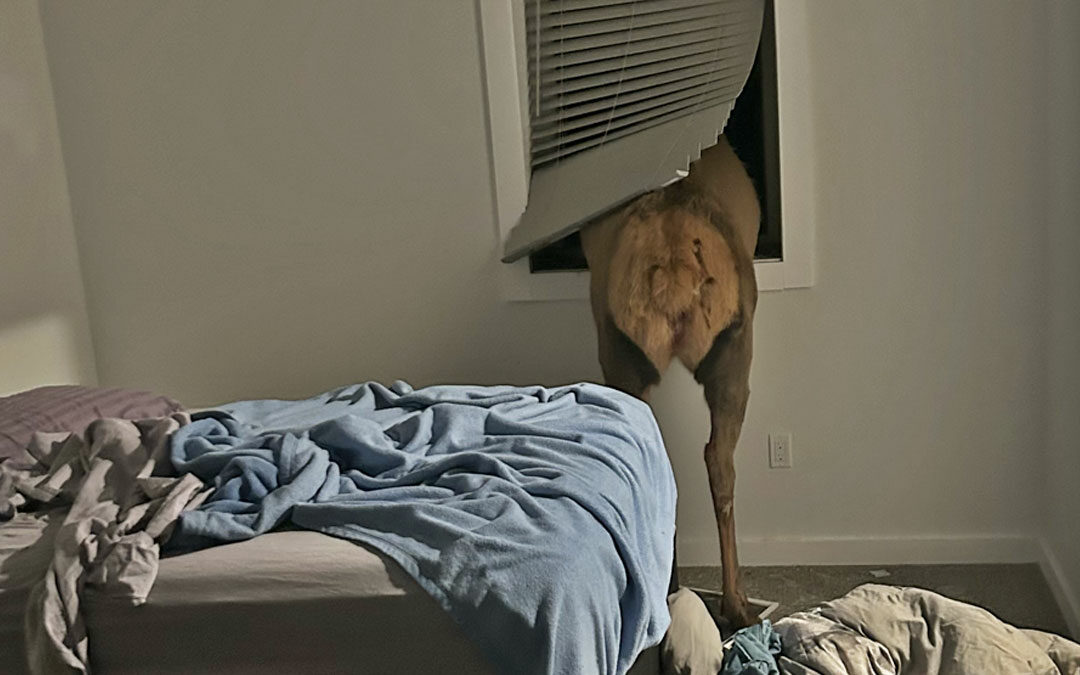 When Wildlife Comes Knocking: Elk Crashes Through Butte Basement Window