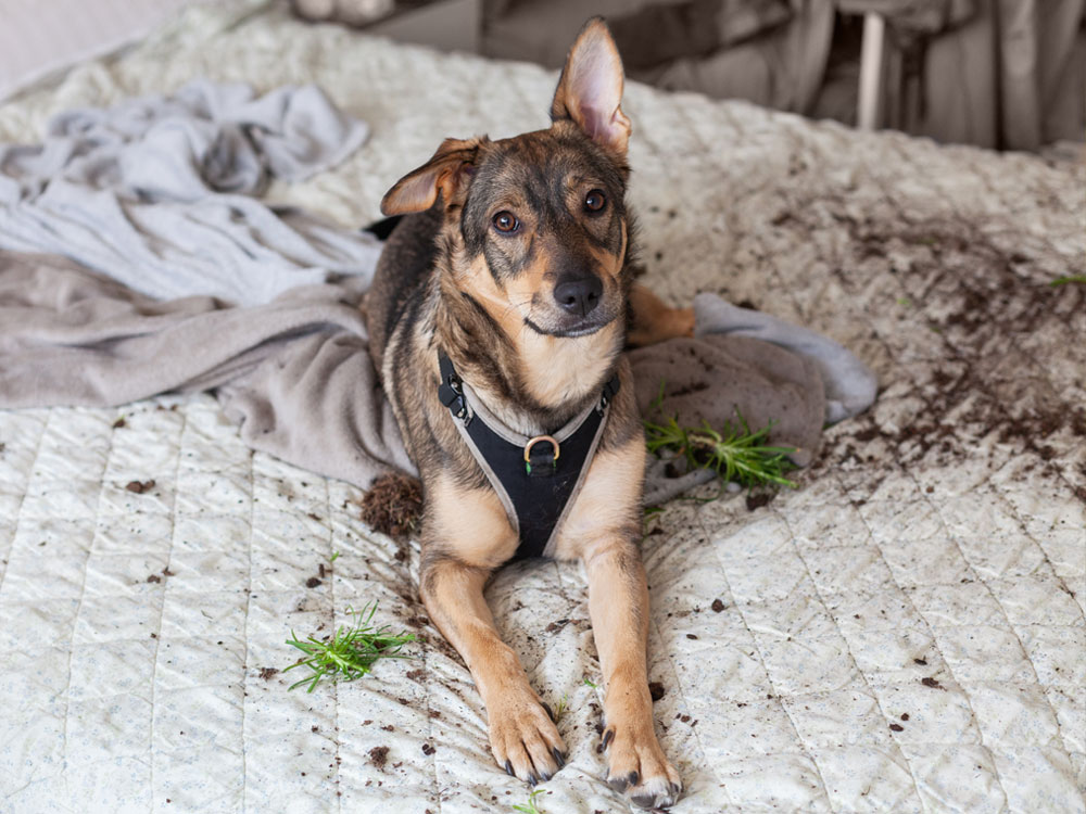 Leather cleaning service in Butte, Montana