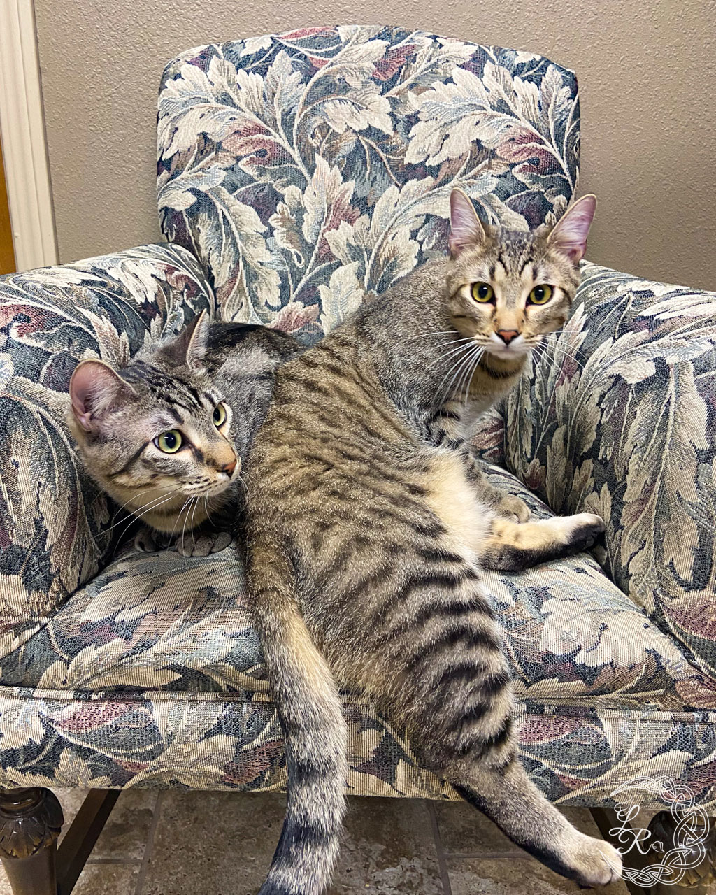 Fine Fabric Care owners’ cats relaxing at the office, representing the importance of clean carpets in homes with pets.