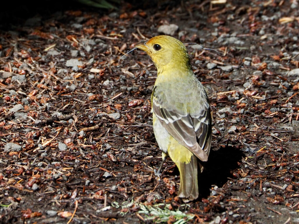 Western Tanager