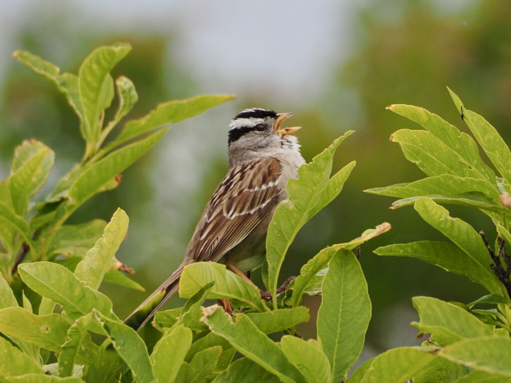 Sparrow