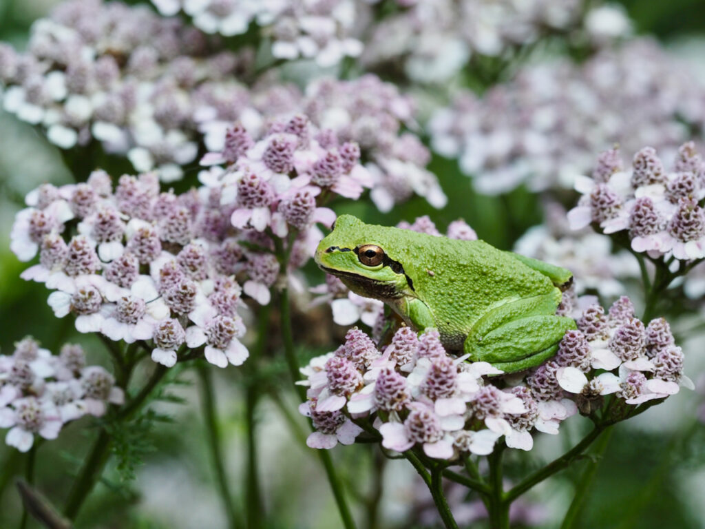 Northern Pacific Treefrog
