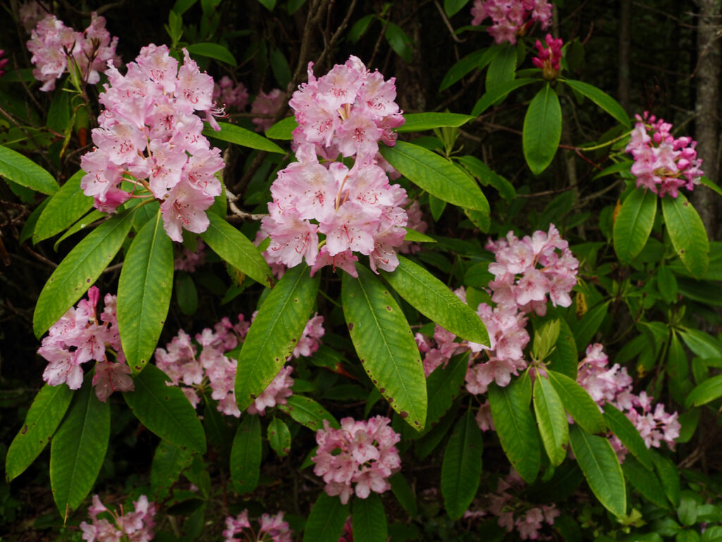 Rhododendron