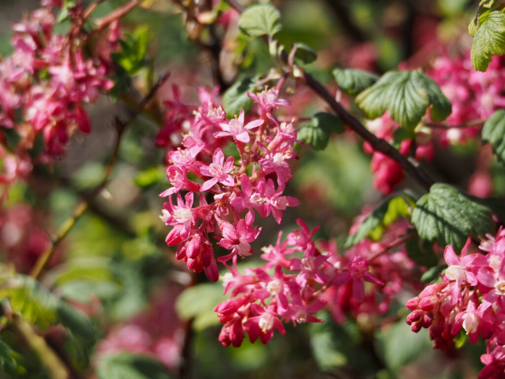 Ribes sanguineum
