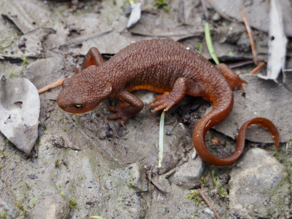 Rough-skinned Newt