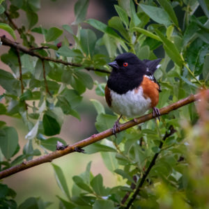 Spotted Towhee