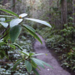 Quimper Wildlife Trail Photo