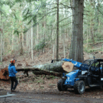 Man in forest, big log on forklift