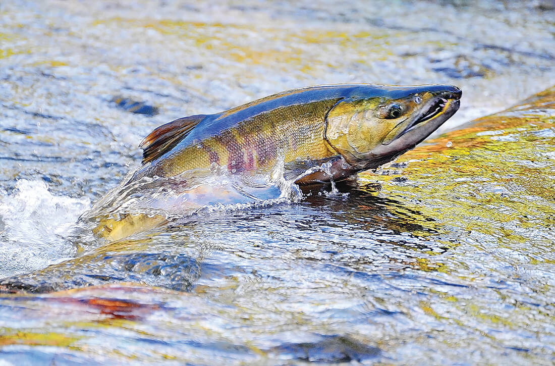 Photo of a salmon rising out of moving water.
