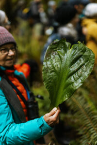 Woman holding huge skunk-cabbage leaf in forest.
