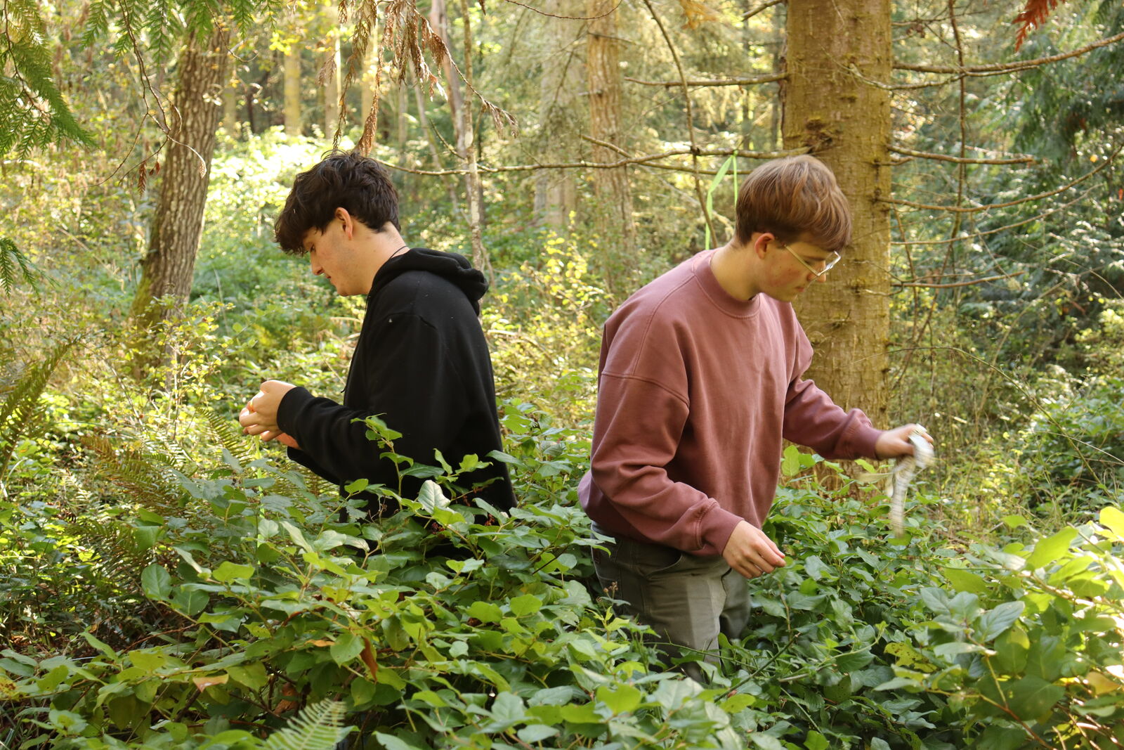 Two teenage boys in waist-high shrubbery in the forest.