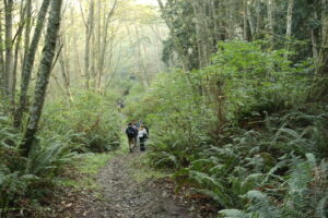 Far-off shot of morning forest trail with students walking down.