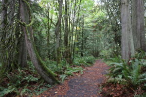 Wide trail in forest.