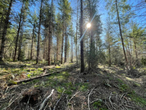 A forest with tall trees under blue sky