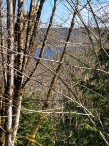 Trees with a little patch of blue ocean visible behind them in the distance