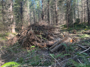 Pile of brush in forest