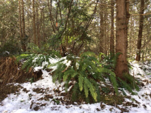 Large ferns and trees in the snow