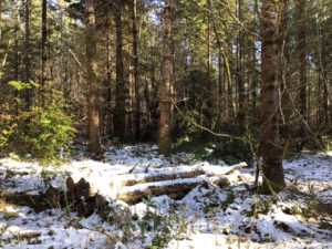 Snowy forest scene