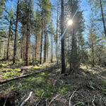A forest with tall trees under blue sky