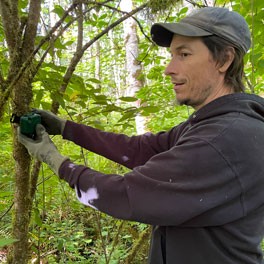 Man attaching small device to tree in green forest