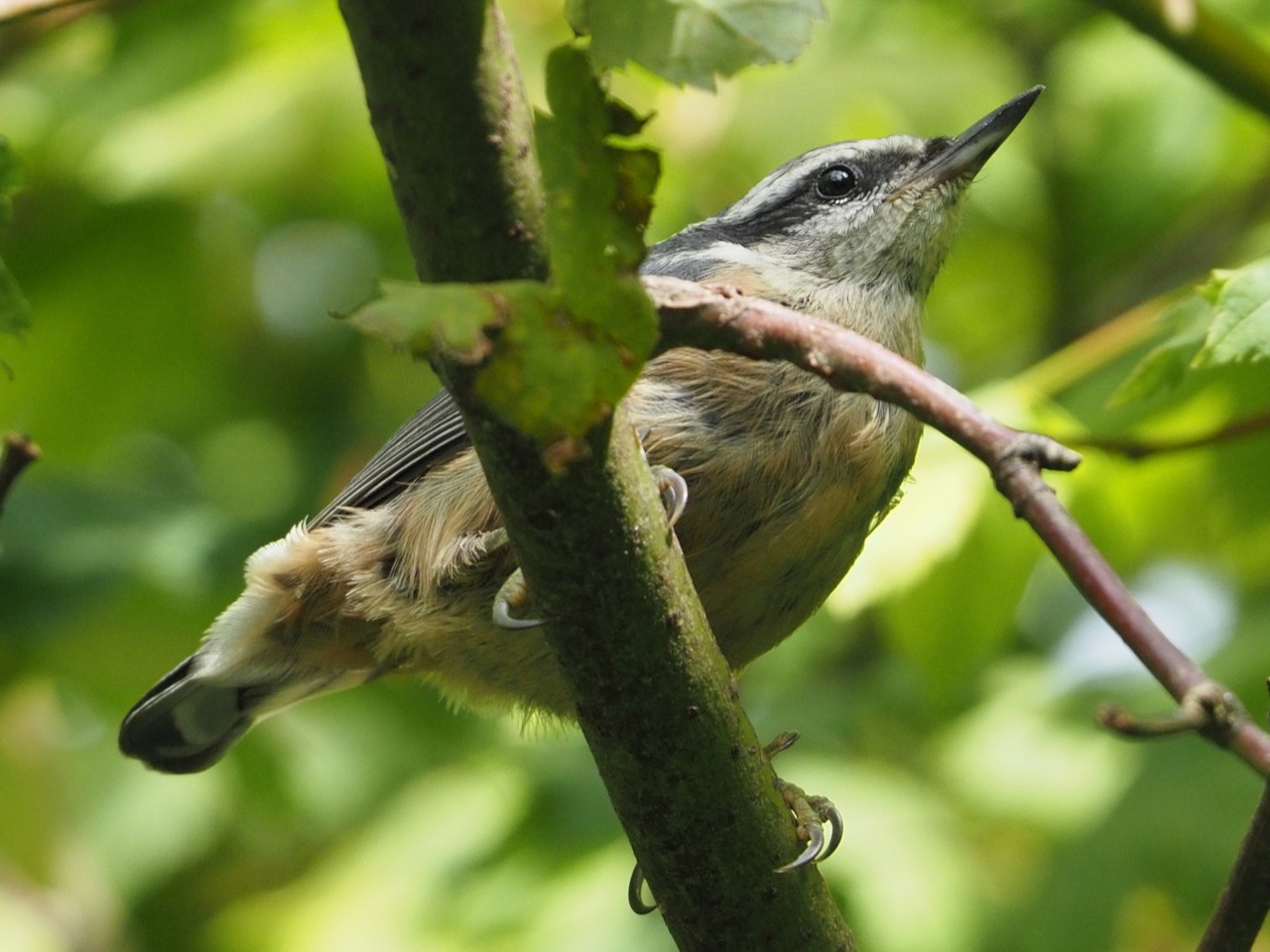 Bird with pale red breast, white head, and black eye mask on branch
