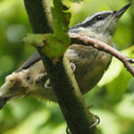 Bird with pale red breast, white head, and black eye mask on branch