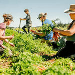 Image of the cover of the guidebook of farmers in a field